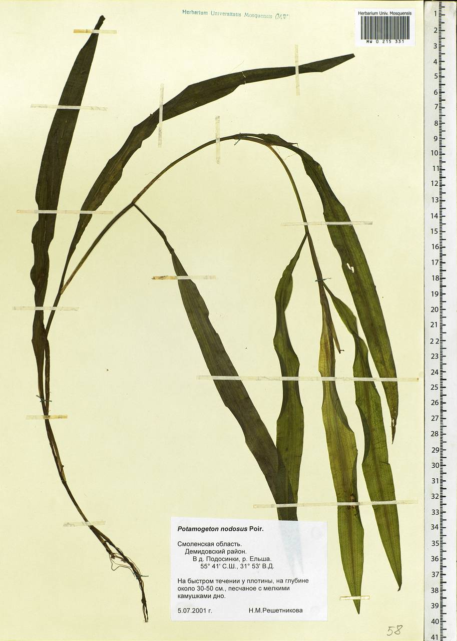 Potamogeton nodosus Poir., Eastern Europe, Western region (E3) (Russia)