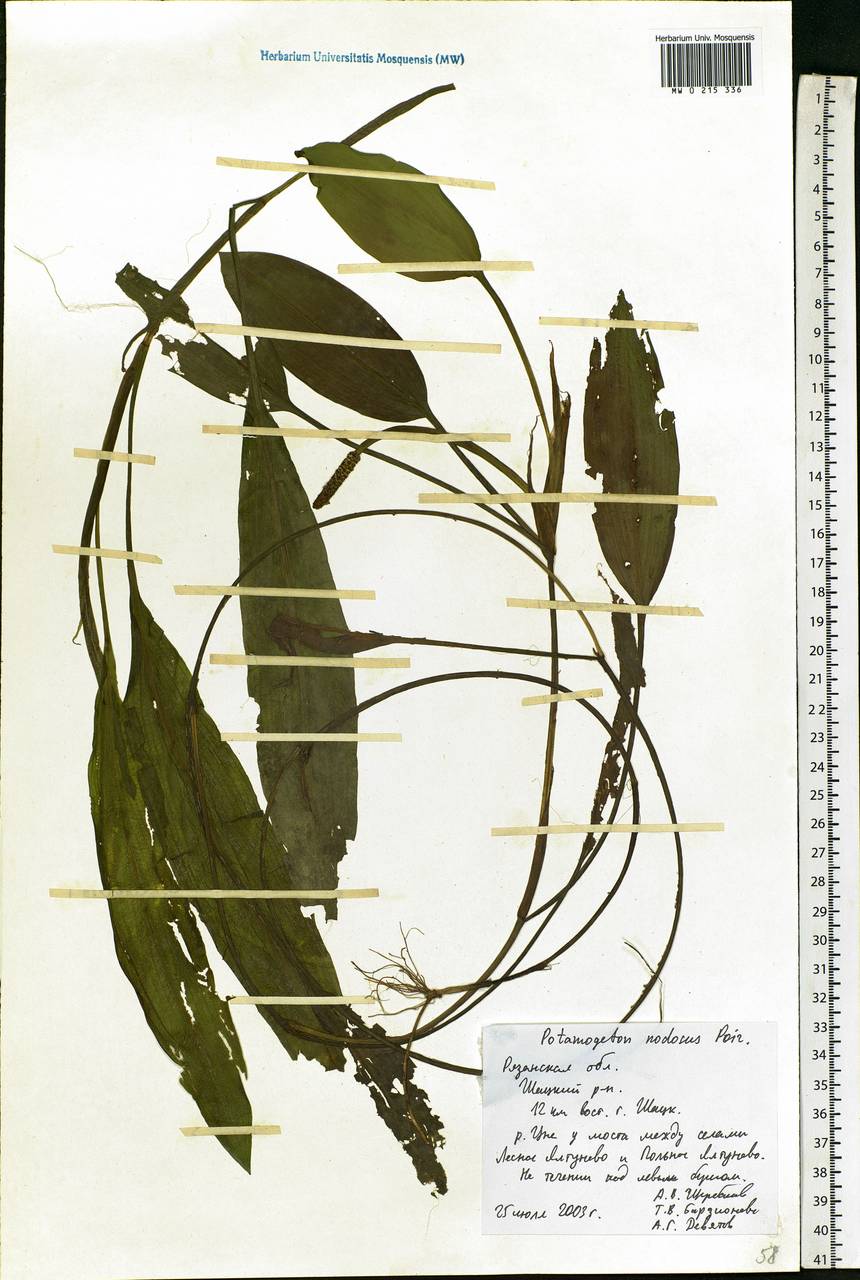 Potamogeton nodosus Poir., Eastern Europe, Central region (E4) (Russia)