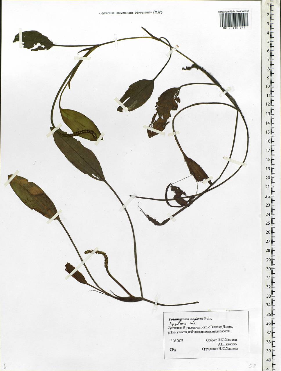 Potamogeton nodosus Poir., Eastern Europe, Central forest-and-steppe region (E6) (Russia)