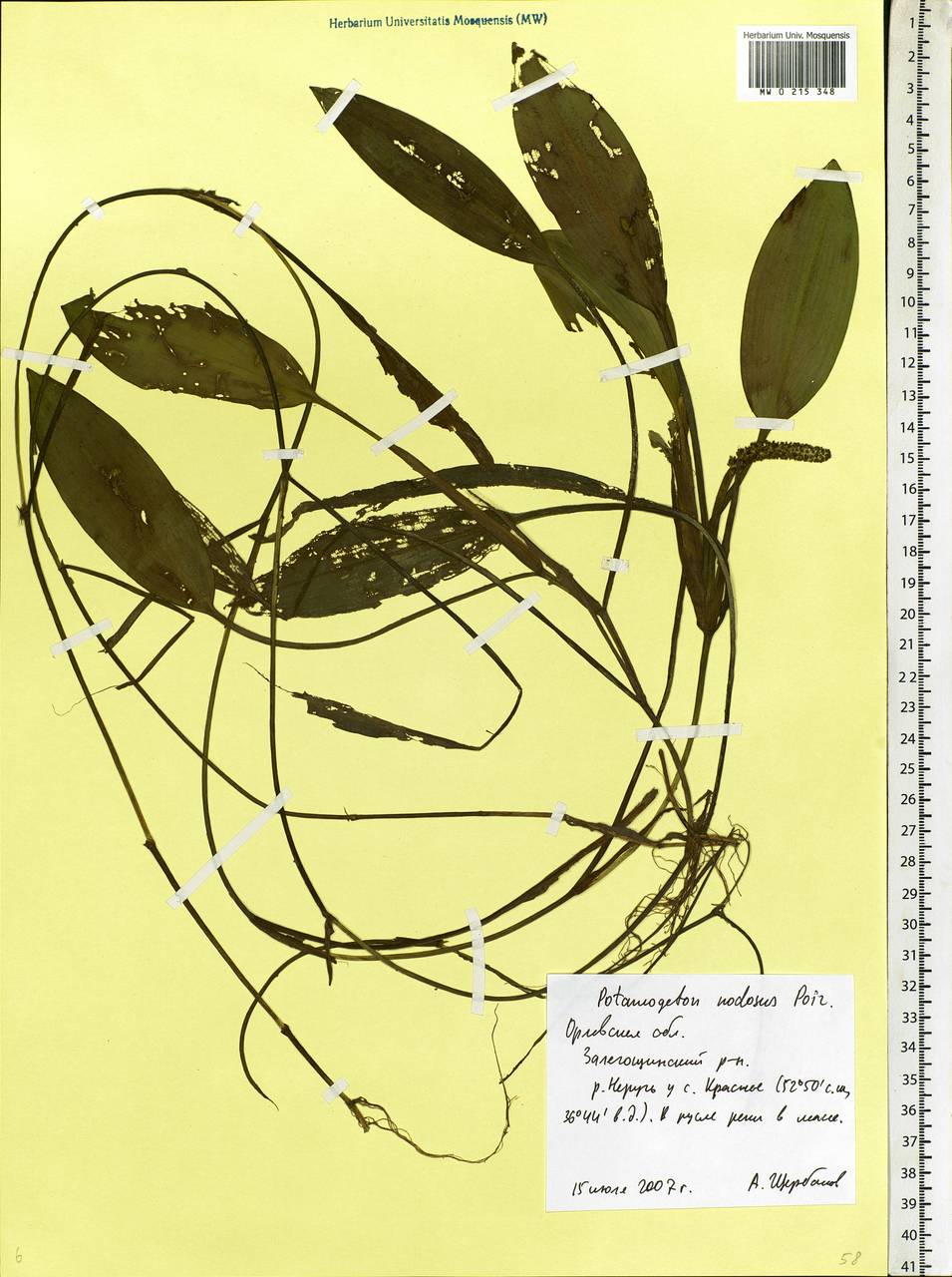 Potamogeton nodosus Poir., Eastern Europe, Central forest-and-steppe region (E6) (Russia)