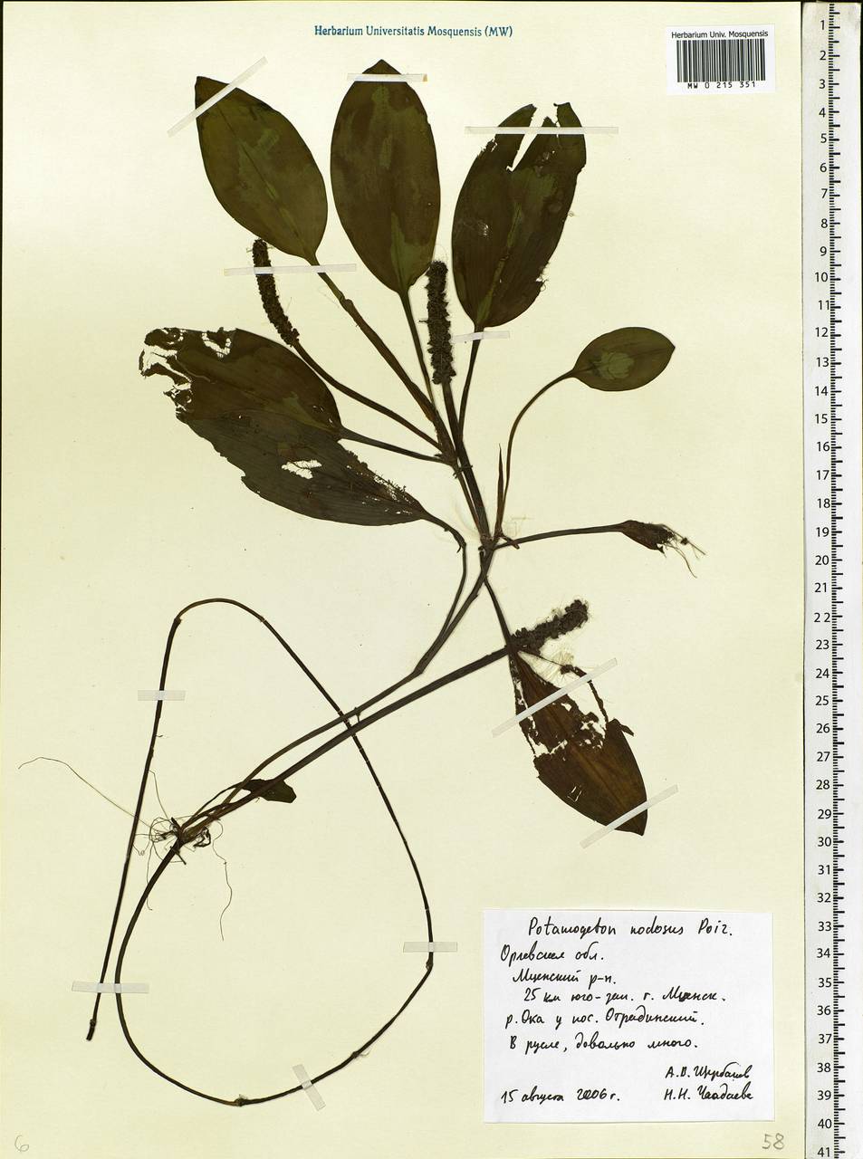 Potamogeton nodosus Poir., Eastern Europe, Central forest-and-steppe region (E6) (Russia)