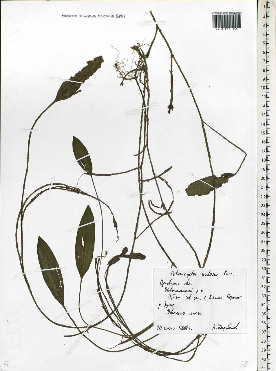 Potamogeton nodosus Poir., Eastern Europe, Central forest-and-steppe region (E6) (Russia)