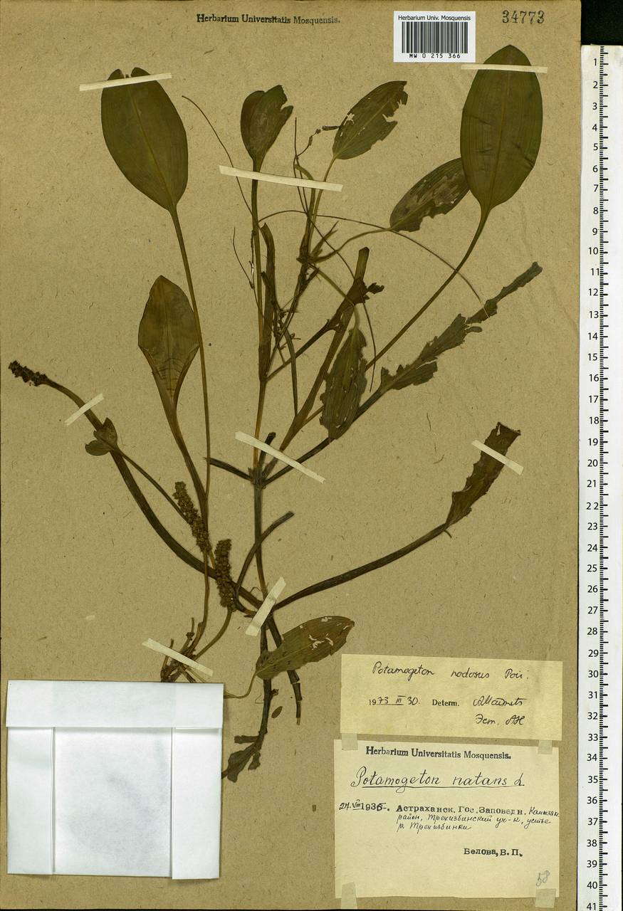 Potamogeton nodosus Poir., Eastern Europe, Lower Volga region (E9) (Russia)