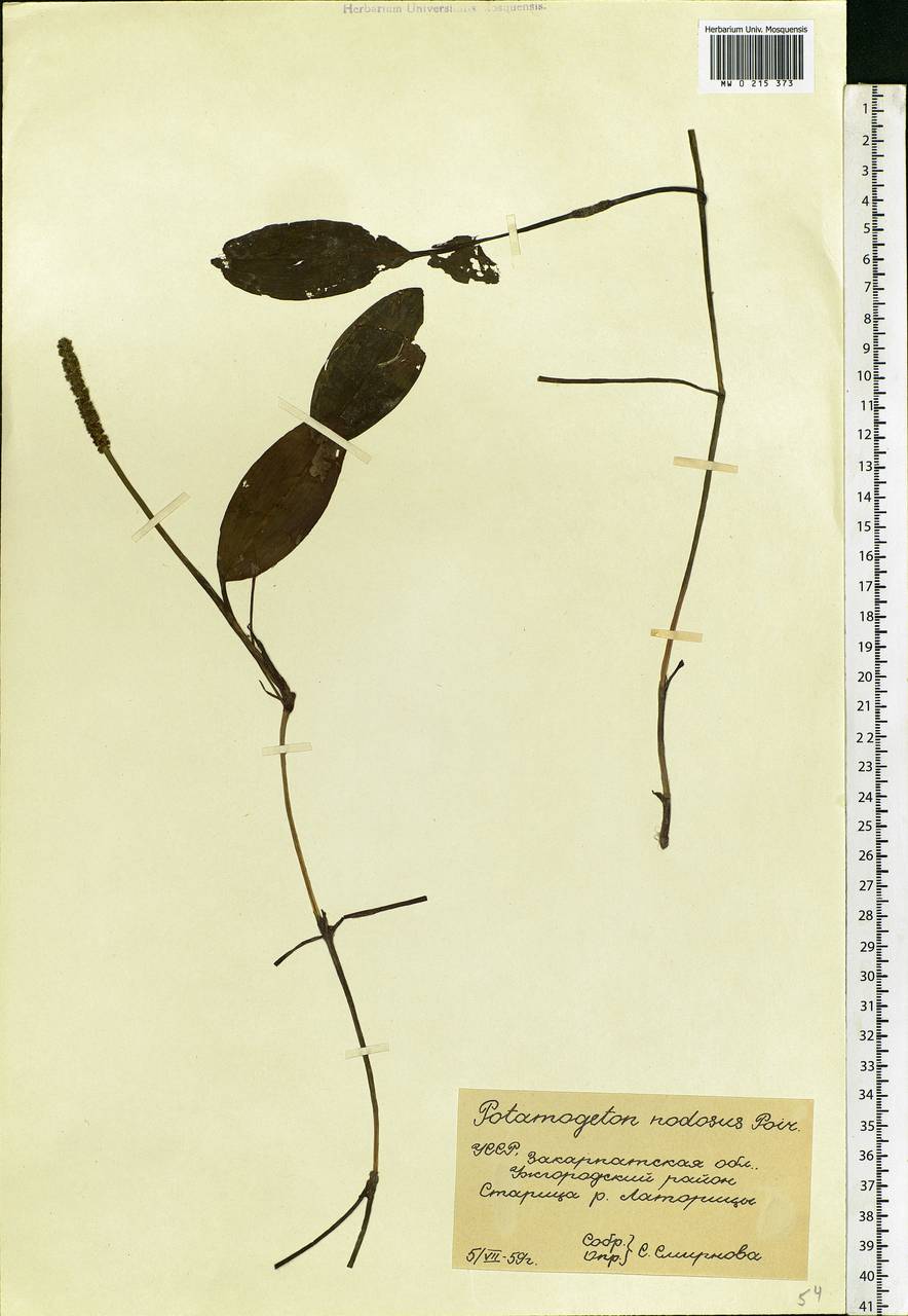 Potamogeton nodosus Poir., Eastern Europe, West Ukrainian region (E13) (Ukraine)