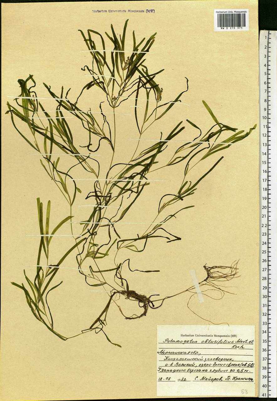 Potamogeton obtusifolius Mert. & W.D.J.Koch, Eastern Europe, Northern region (E1) (Russia)