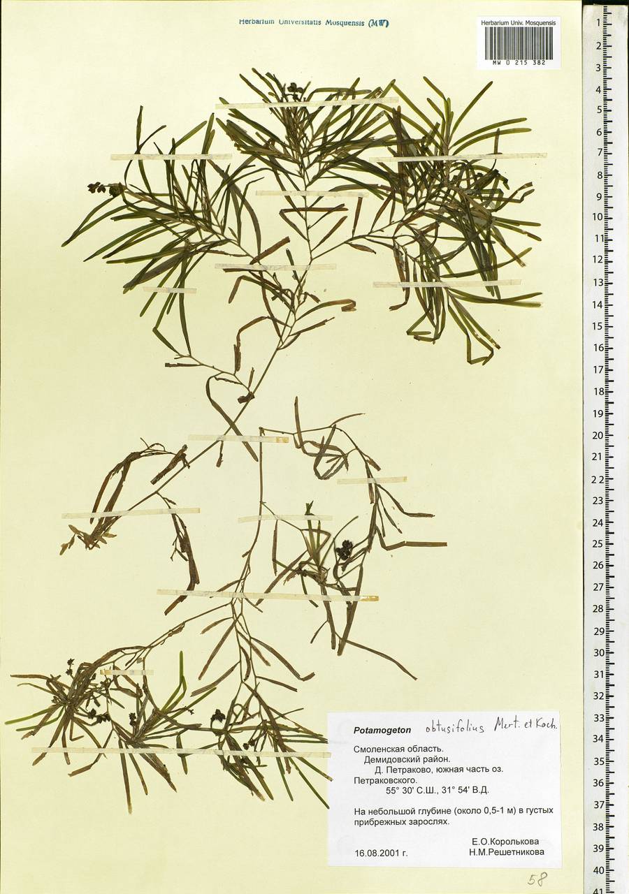 Potamogeton obtusifolius Mert. & W.D.J.Koch, Eastern Europe, Western region (E3) (Russia)