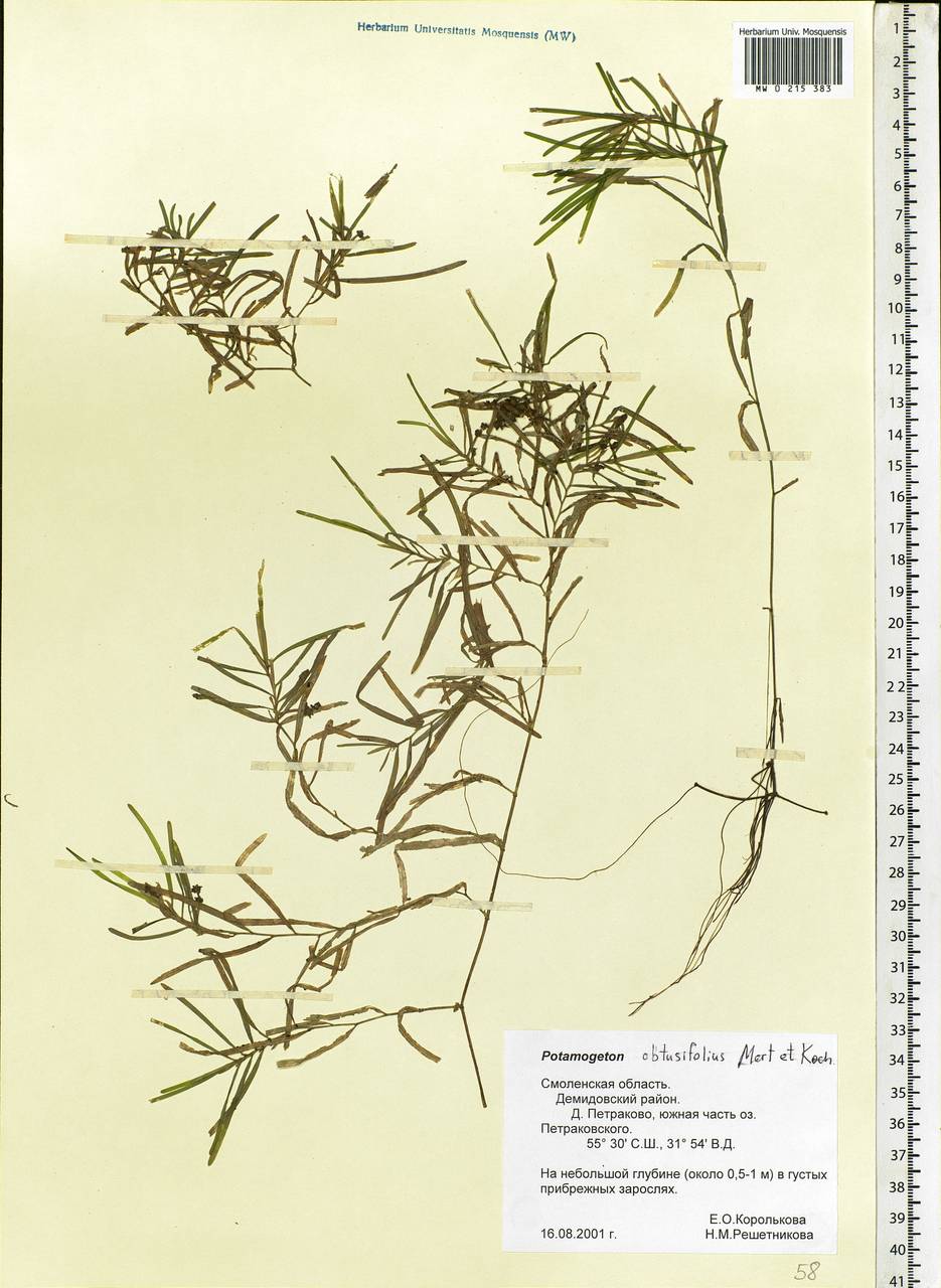 Potamogeton obtusifolius Mert. & W.D.J.Koch, Eastern Europe, Western region (E3) (Russia)