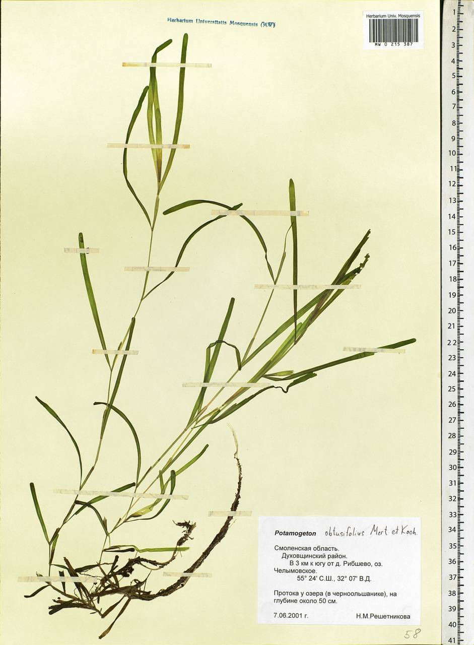 Potamogeton obtusifolius Mert. & W.D.J.Koch, Eastern Europe, Western region (E3) (Russia)