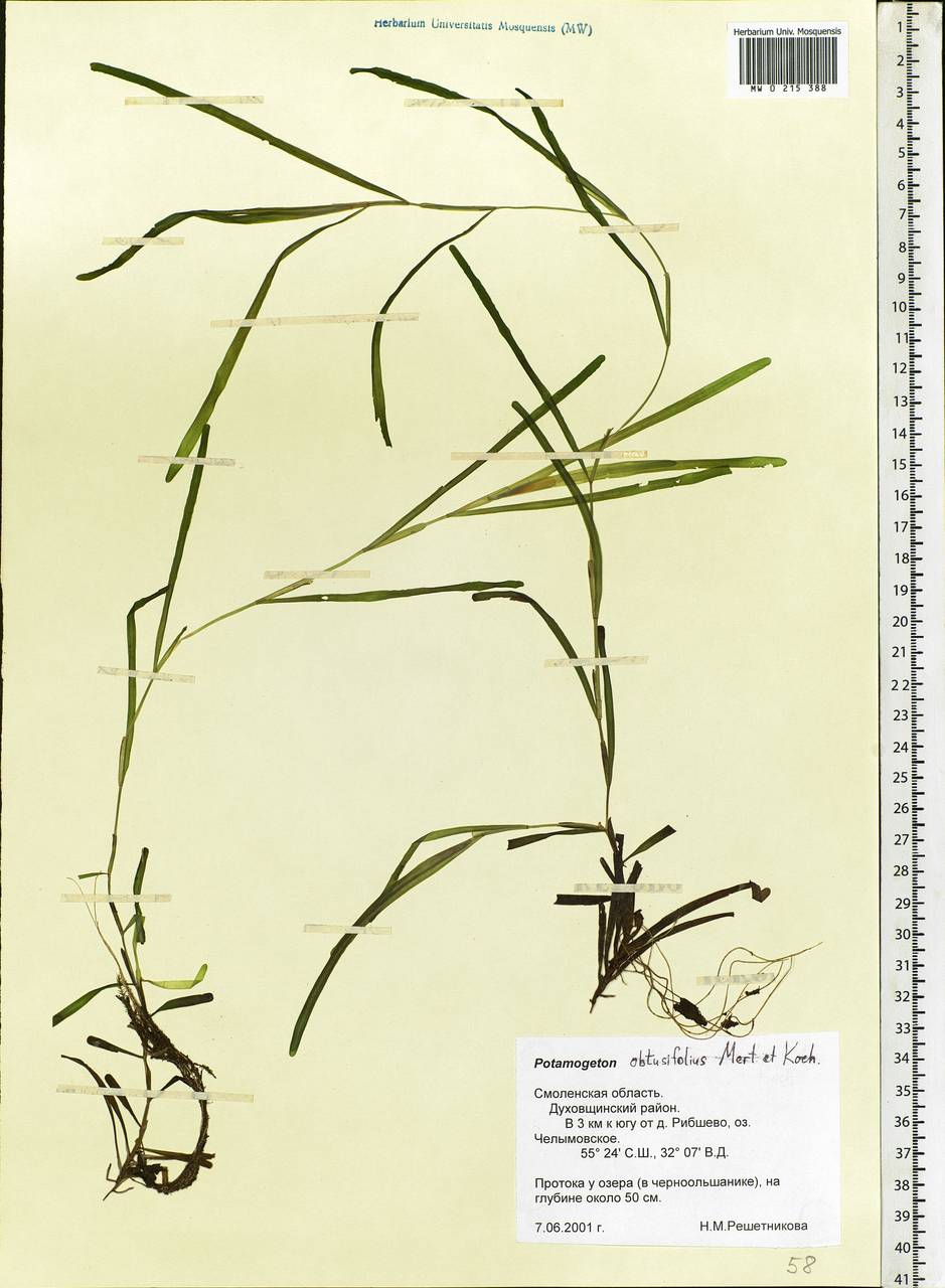 Potamogeton obtusifolius Mert. & W.D.J.Koch, Eastern Europe, Western region (E3) (Russia)