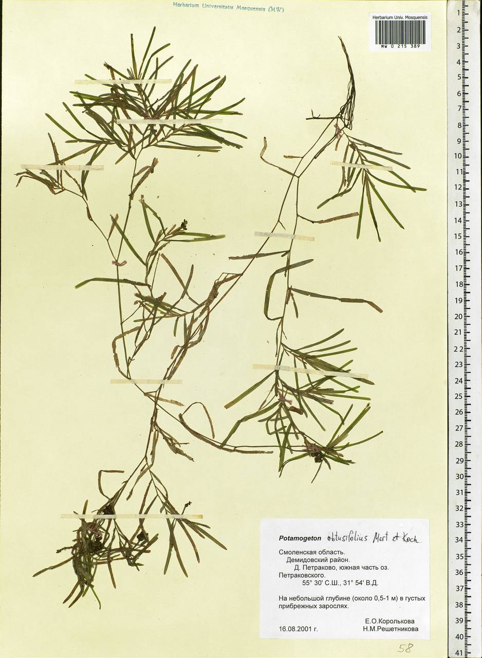 Potamogeton obtusifolius Mert. & W.D.J.Koch, Eastern Europe, Western region (E3) (Russia)