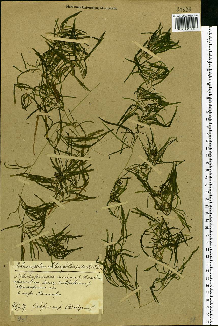 Potamogeton obtusifolius Mert. & W.D.J.Koch, Eastern Europe, Central forest region (E5) (Russia)