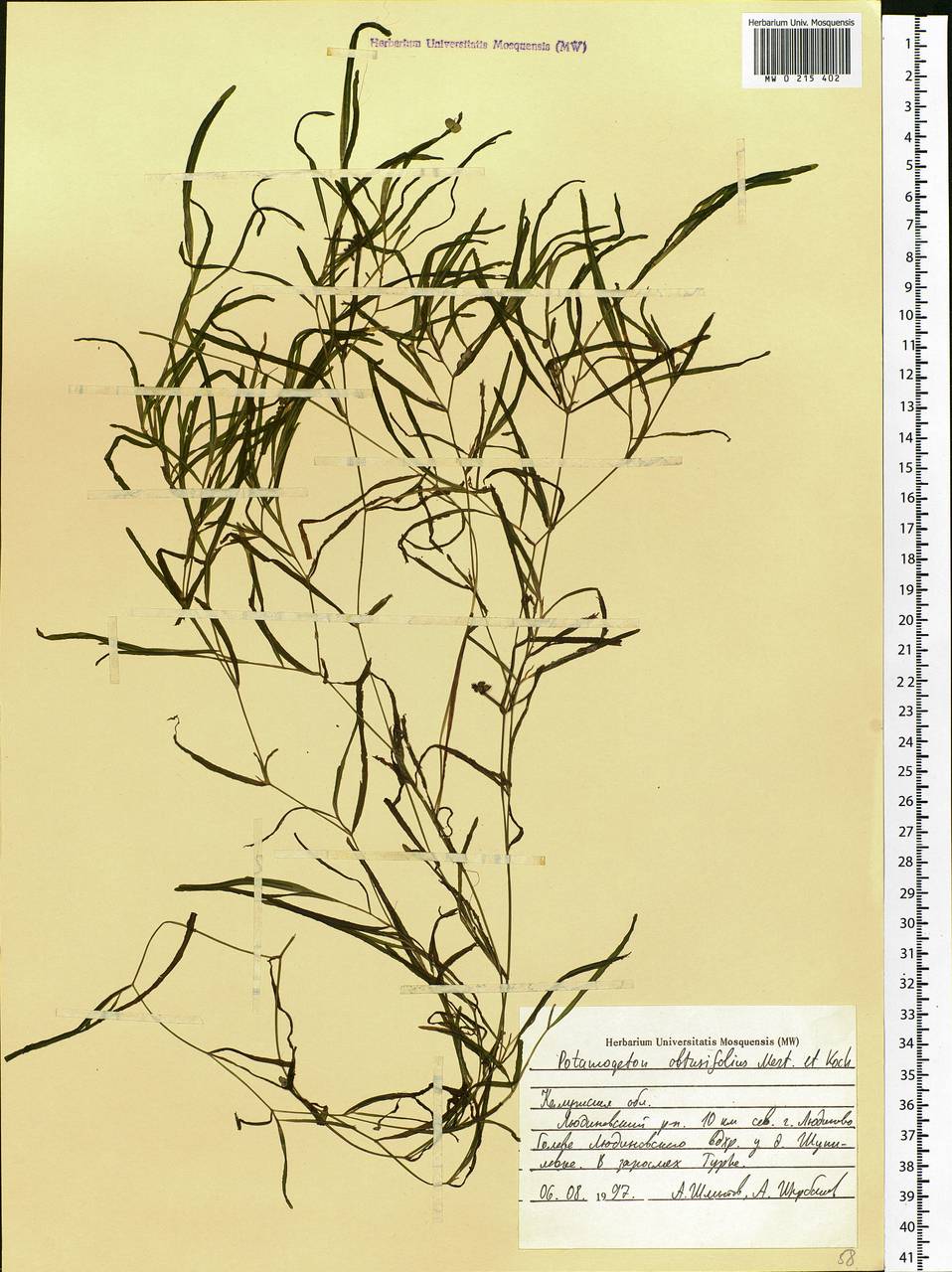 Potamogeton obtusifolius Mert. & W.D.J.Koch, Eastern Europe, Central region (E4) (Russia)