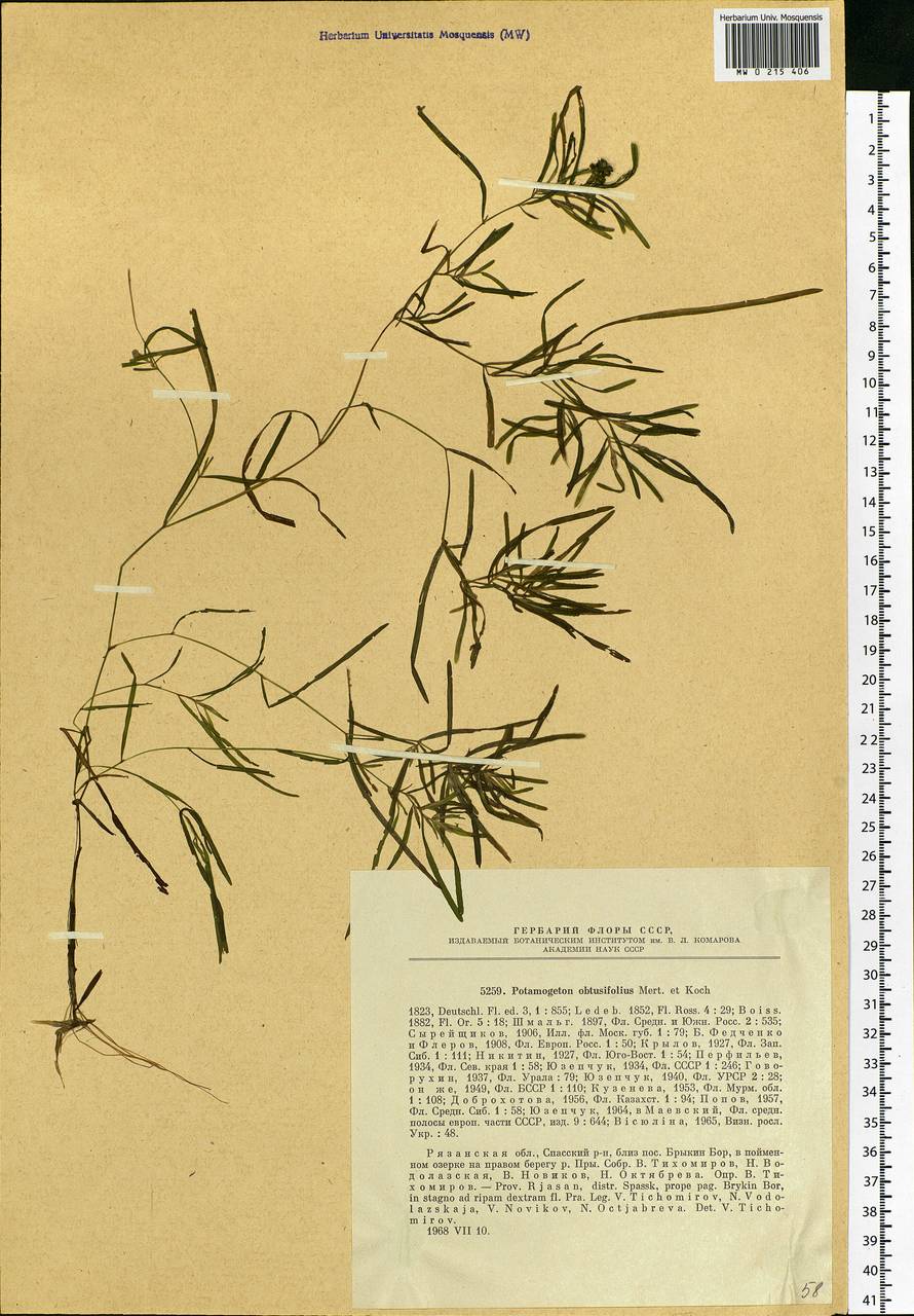 Potamogeton obtusifolius Mert. & W.D.J.Koch, Eastern Europe, Central region (E4) (Russia)