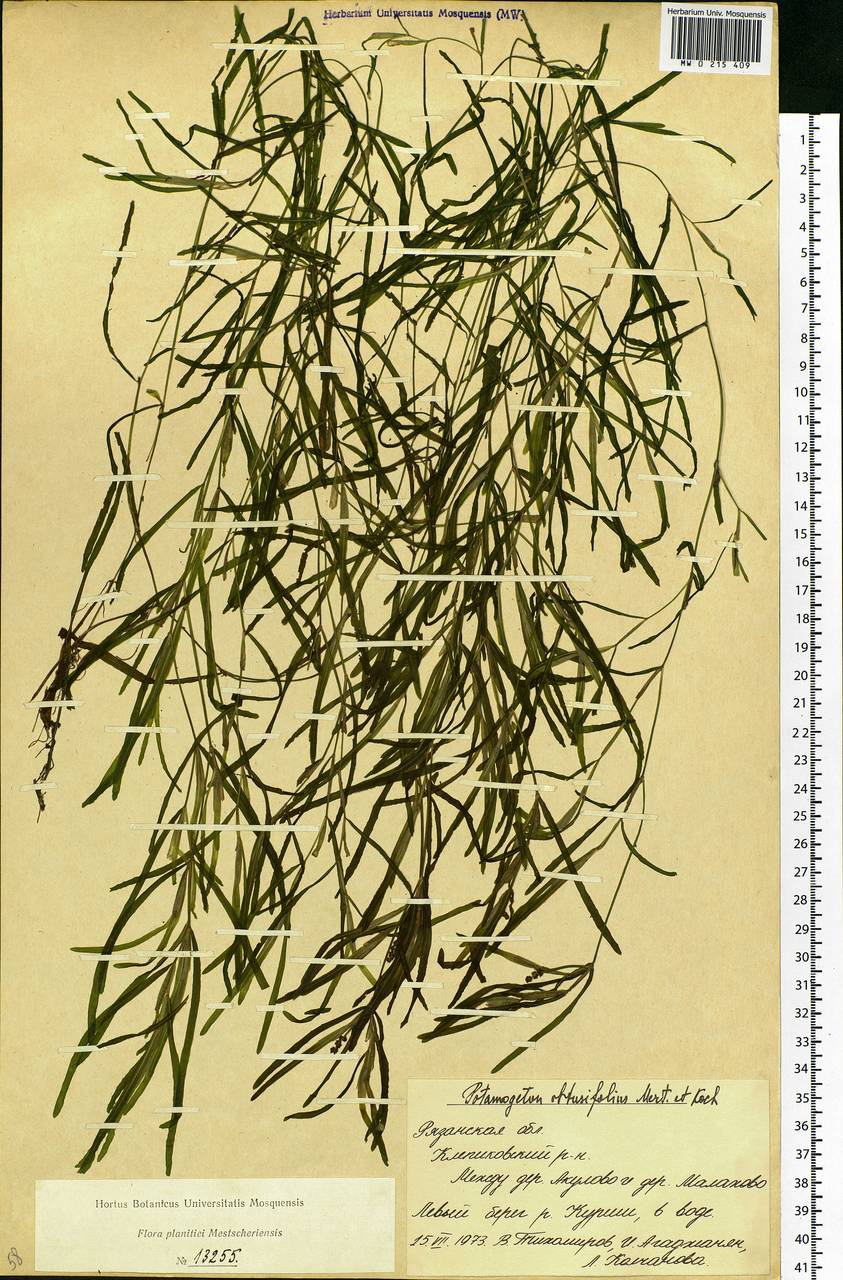 Potamogeton obtusifolius Mert. & W.D.J.Koch, Eastern Europe, Central region (E4) (Russia)