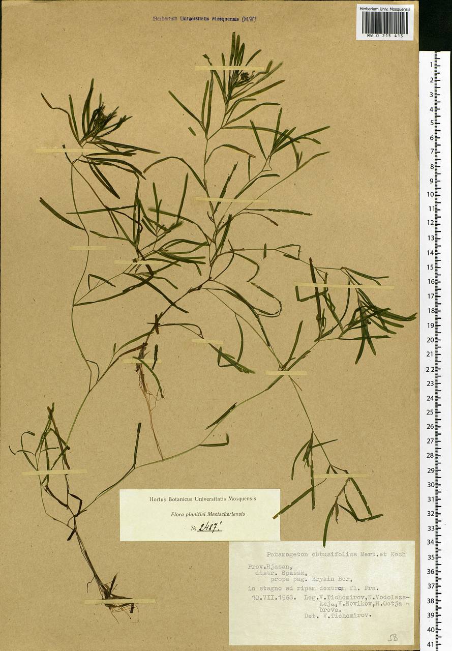 Potamogeton obtusifolius Mert. & W.D.J.Koch, Eastern Europe, Central region (E4) (Russia)