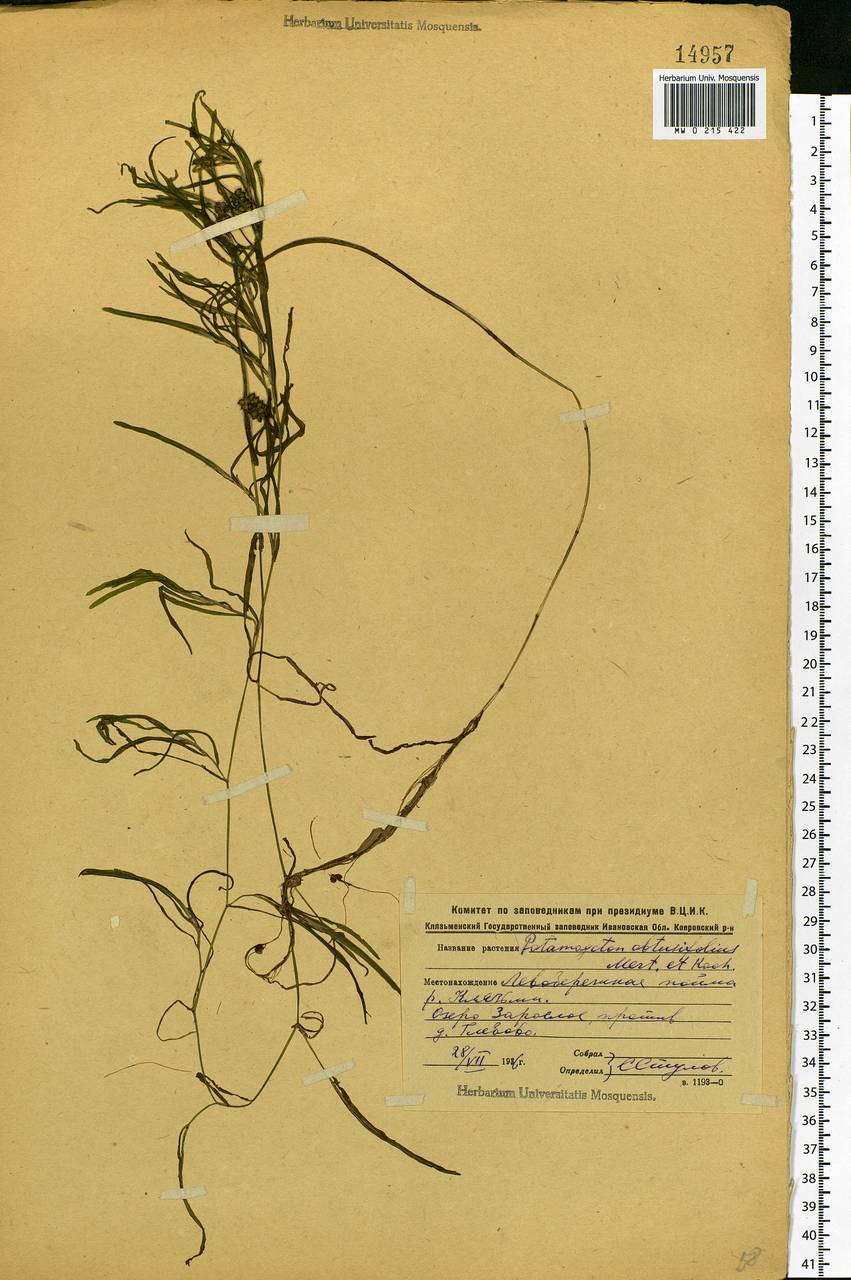 Potamogeton obtusifolius Mert. & W.D.J.Koch, Eastern Europe, Central region (E4) (Russia)