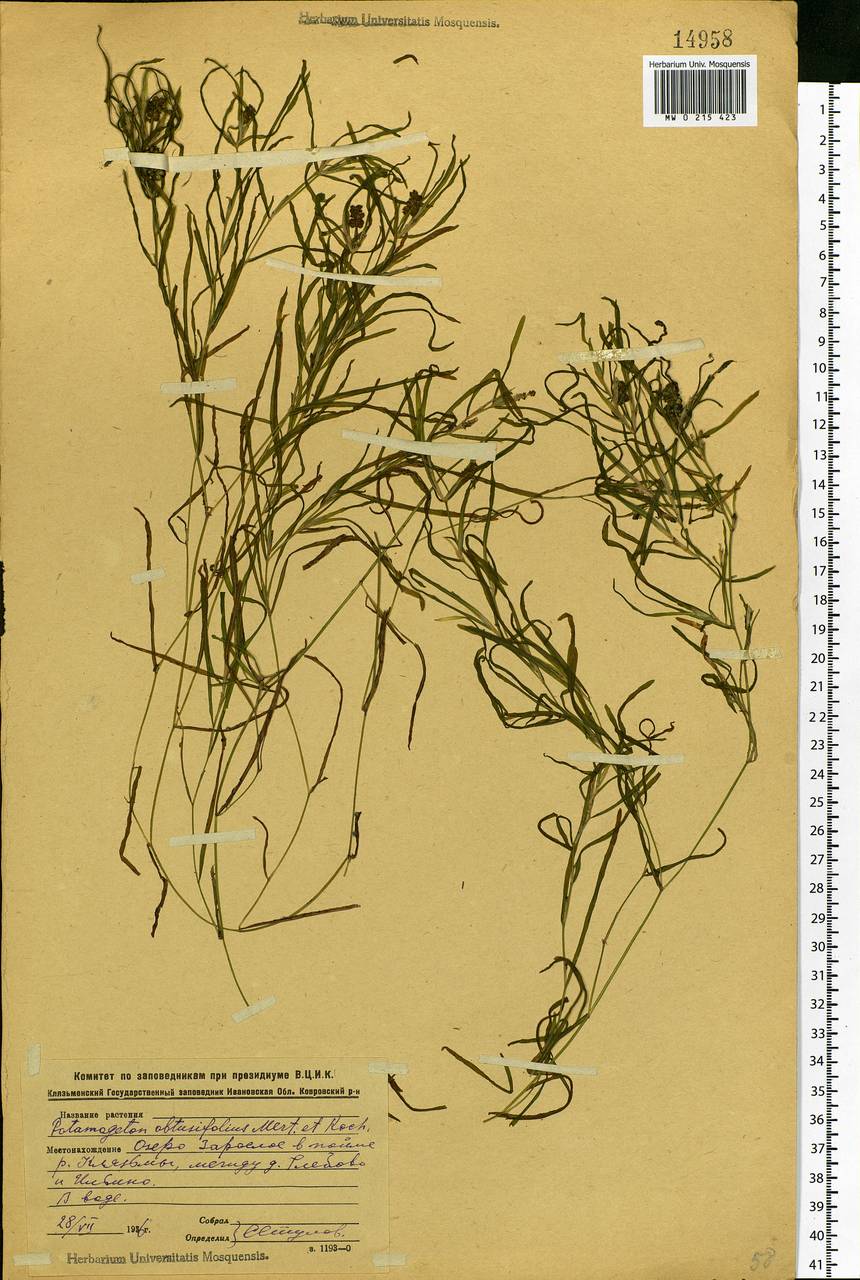 Potamogeton obtusifolius Mert. & W.D.J.Koch, Eastern Europe, Central region (E4) (Russia)