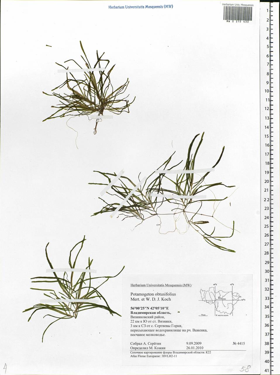 Potamogeton obtusifolius Mert. & W.D.J.Koch, Eastern Europe, Central region (E4) (Russia)