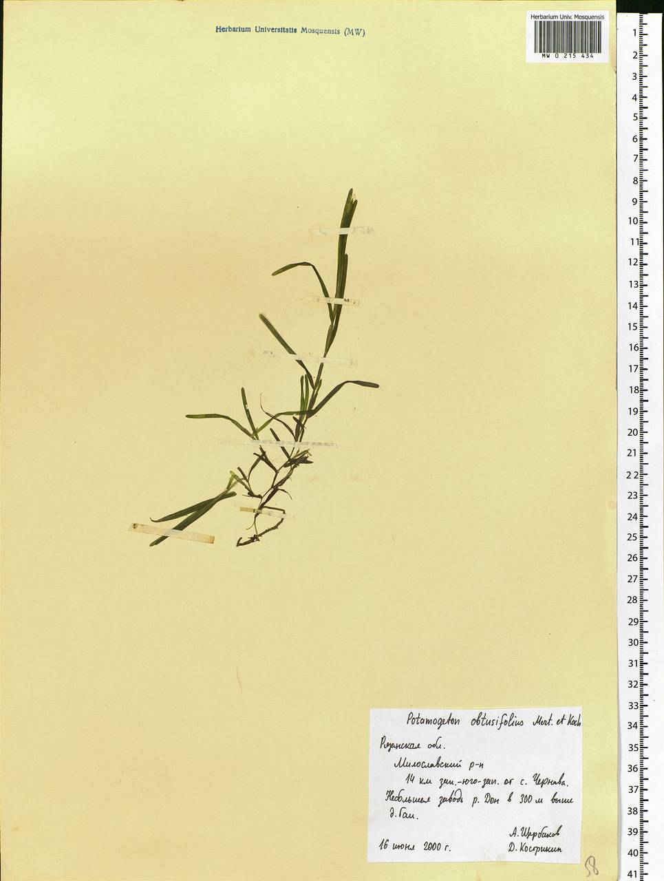 Potamogeton obtusifolius Mert. & W.D.J.Koch, Eastern Europe, Central region (E4) (Russia)