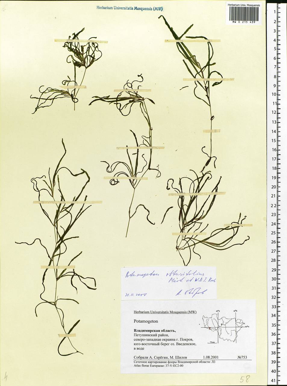 Potamogeton obtusifolius Mert. & W.D.J.Koch, Eastern Europe, Central region (E4) (Russia)