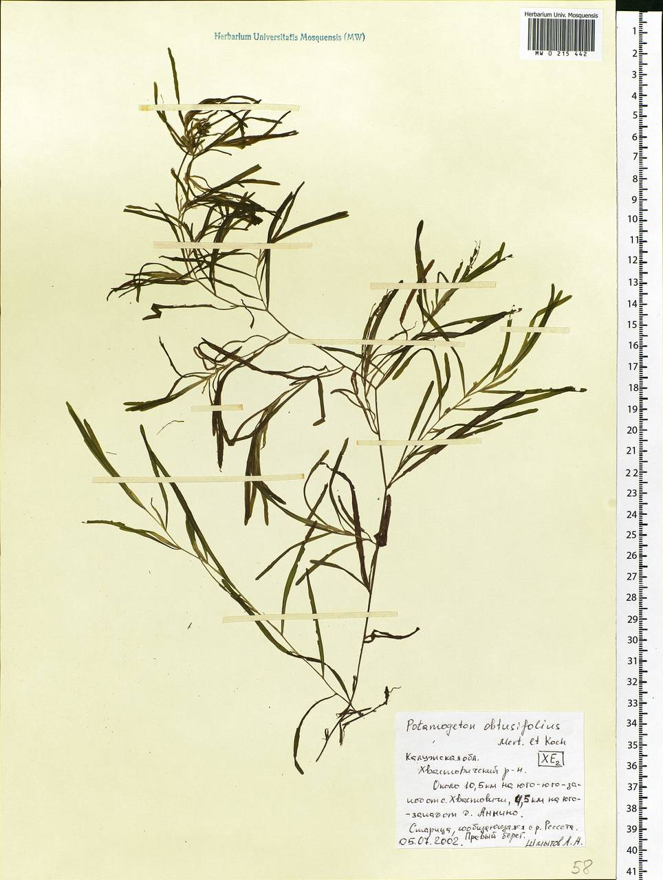 Potamogeton obtusifolius Mert. & W.D.J.Koch, Eastern Europe, Central region (E4) (Russia)