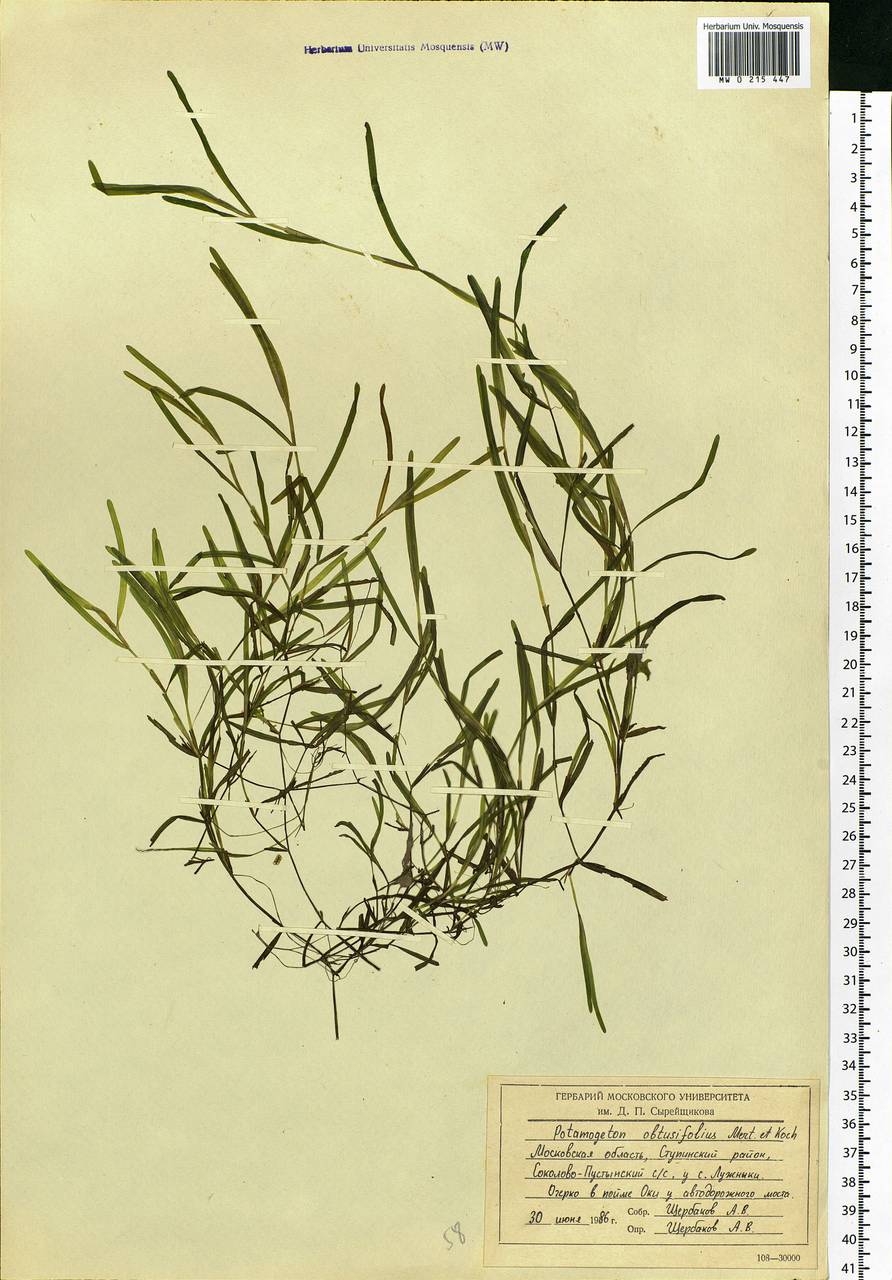 Potamogeton obtusifolius Mert. & W.D.J.Koch, Eastern Europe, Moscow region (E4a) (Russia)