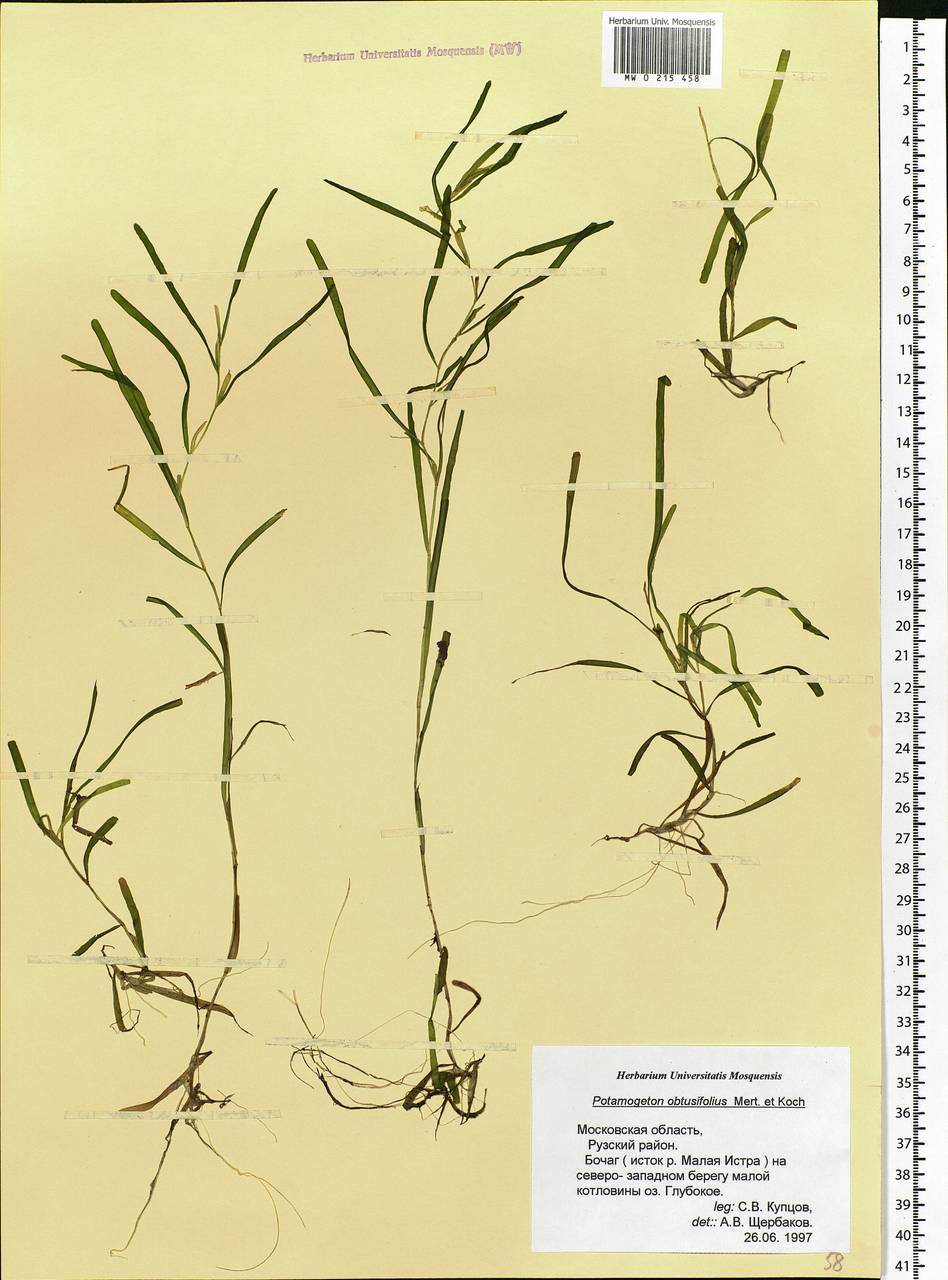 Potamogeton obtusifolius Mert. & W.D.J.Koch, Eastern Europe, Moscow region (E4a) (Russia)