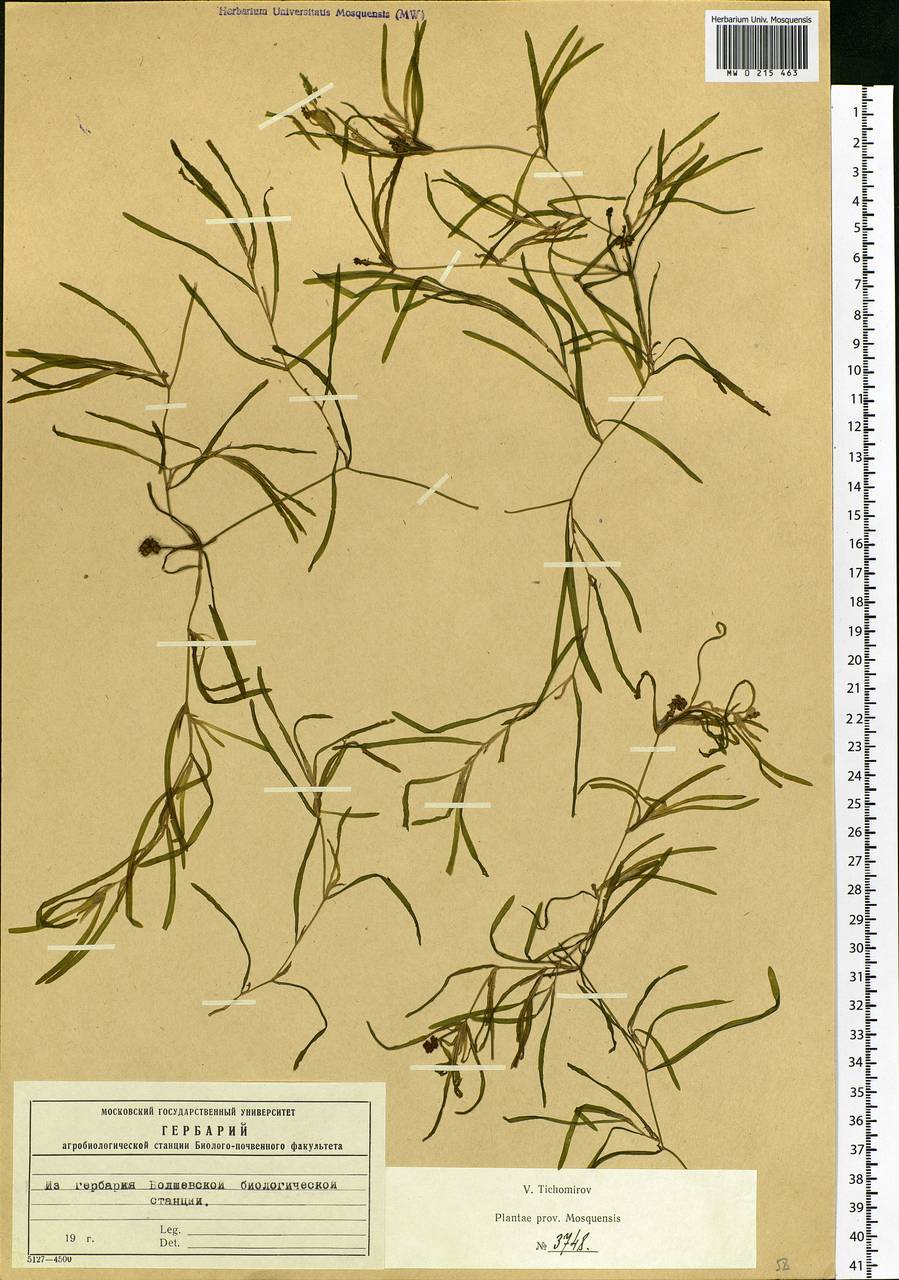 Potamogeton obtusifolius Mert. & W.D.J.Koch, Eastern Europe, Moscow region (E4a) (Russia)