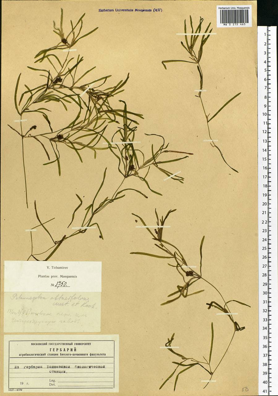 Potamogeton obtusifolius Mert. & W.D.J.Koch, Eastern Europe, Moscow region (E4a) (Russia)