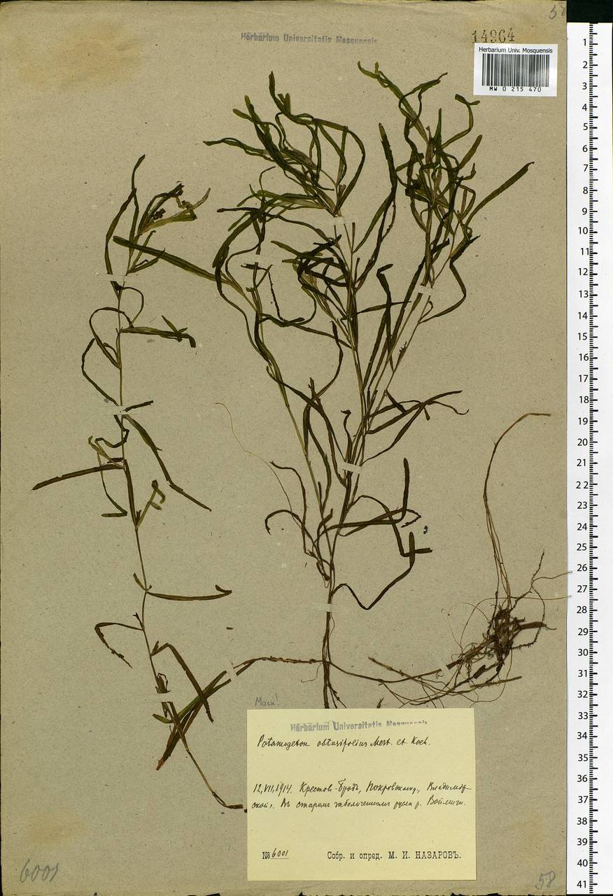 Potamogeton obtusifolius Mert. & W.D.J.Koch, Eastern Europe, Moscow region (E4a) (Russia)