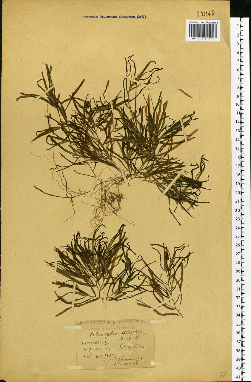 Potamogeton obtusifolius Mert. & W.D.J.Koch, Eastern Europe, Moscow region (E4a) (Russia)