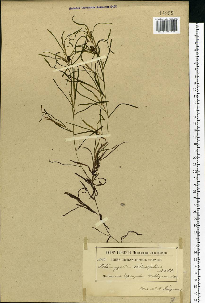 Potamogeton obtusifolius Mert. & W.D.J.Koch, Eastern Europe, Moscow region (E4a) (Russia)