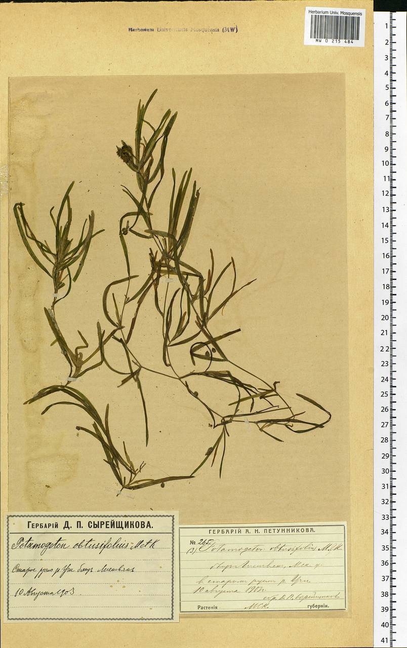 Potamogeton obtusifolius Mert. & W.D.J.Koch, Eastern Europe, Moscow region (E4a) (Russia)