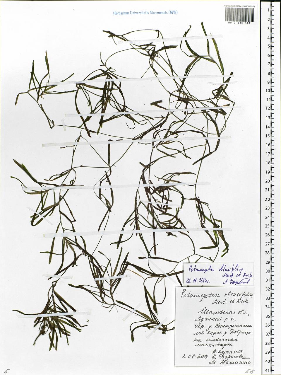 Potamogeton obtusifolius Mert. & W.D.J.Koch, Eastern Europe, Central forest region (E5) (Russia)