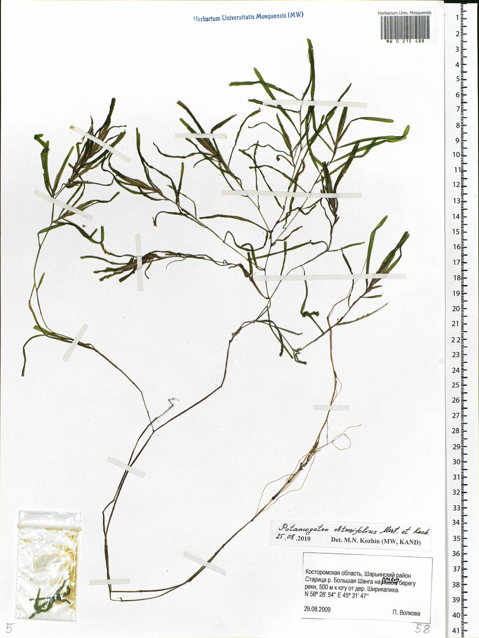 Potamogeton obtusifolius Mert. & W.D.J.Koch, Eastern Europe, Central forest region (E5) (Russia)