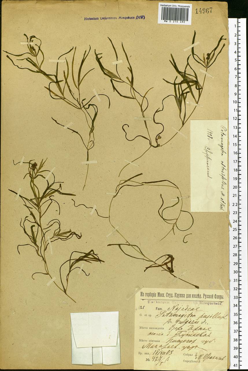 Potamogeton obtusifolius Mert. & W.D.J.Koch, Eastern Europe, Volga-Kama region (E7) (Russia)