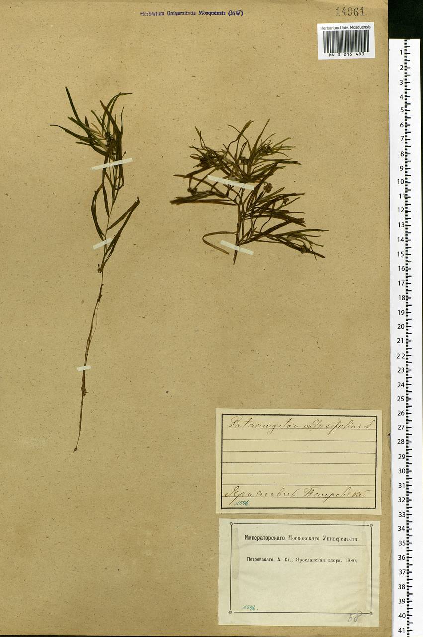 Potamogeton obtusifolius Mert. & W.D.J.Koch, Eastern Europe, Central forest region (E5) (Russia)