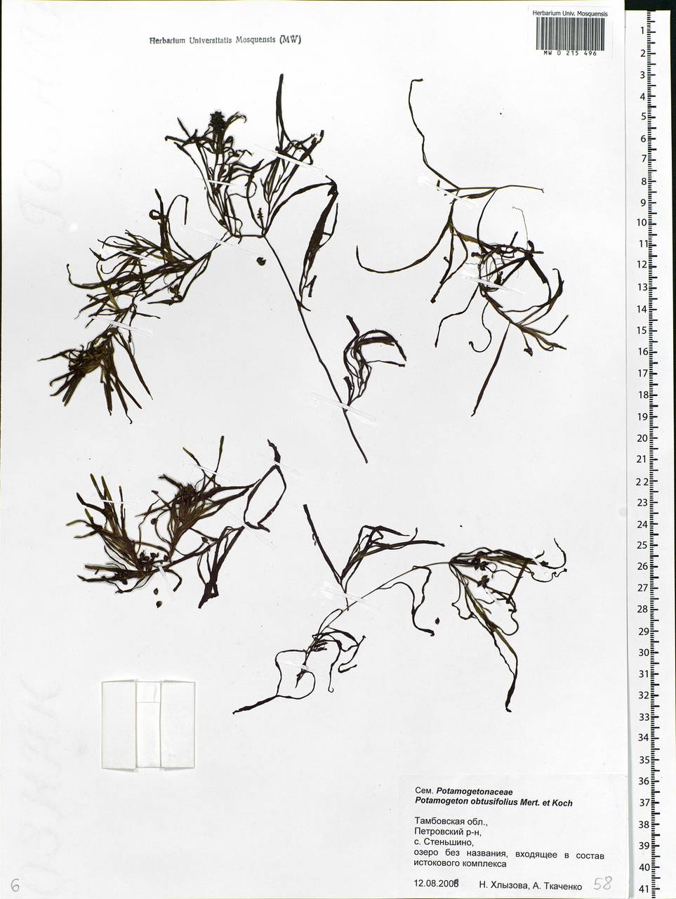 Potamogeton obtusifolius Mert. & W.D.J.Koch, Eastern Europe, Central forest-and-steppe region (E6) (Russia)