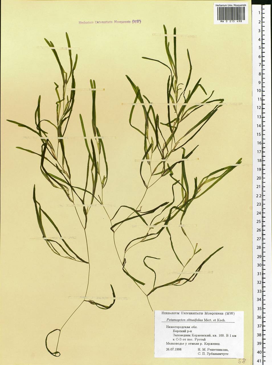 Potamogeton obtusifolius Mert. & W.D.J.Koch, Eastern Europe, Volga-Kama region (E7) (Russia)