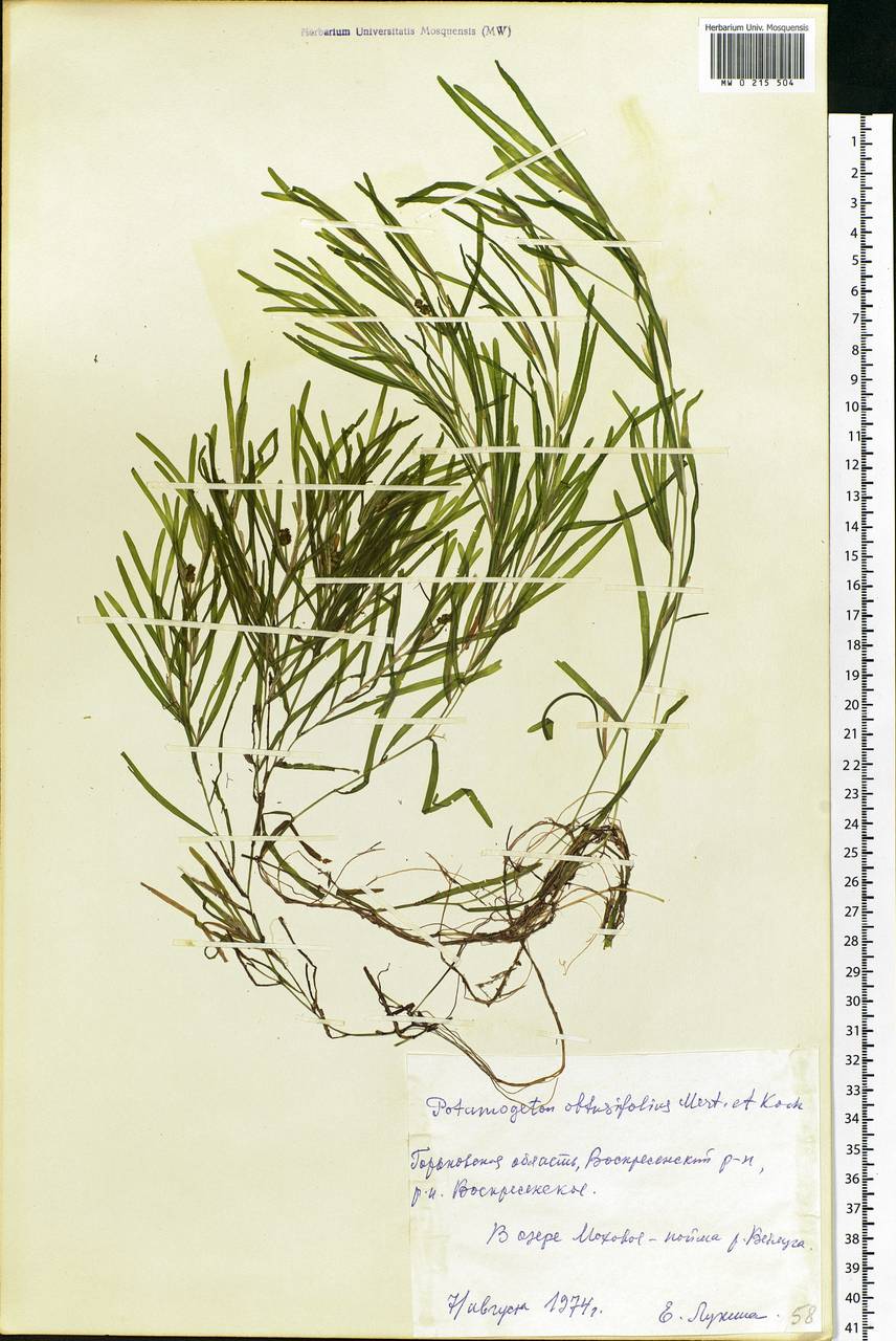 Potamogeton obtusifolius Mert. & W.D.J.Koch, Eastern Europe, Volga-Kama region (E7) (Russia)