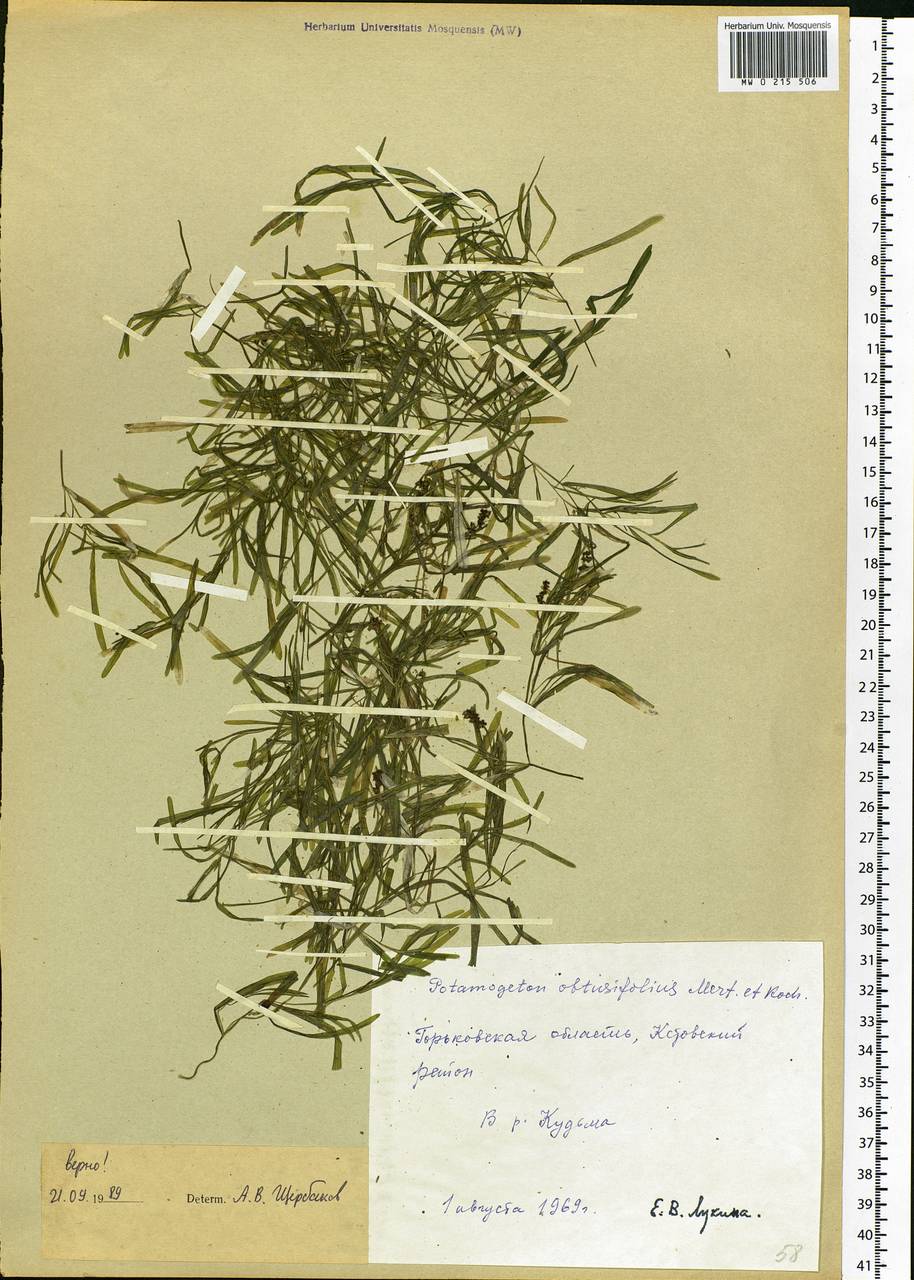 Potamogeton obtusifolius Mert. & W.D.J.Koch, Eastern Europe, Volga-Kama region (E7) (Russia)