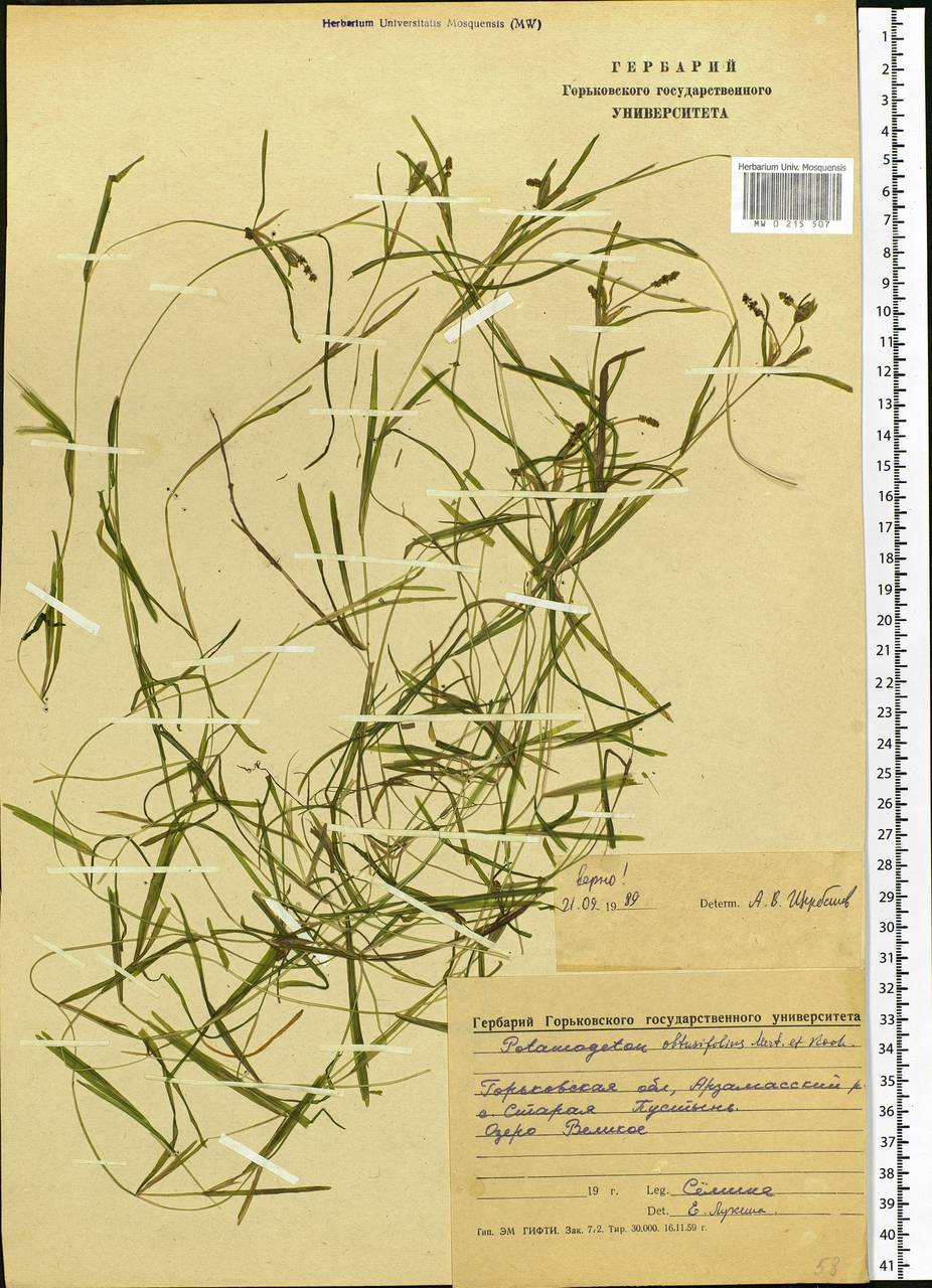 Potamogeton obtusifolius Mert. & W.D.J.Koch, Eastern Europe, Volga-Kama region (E7) (Russia)