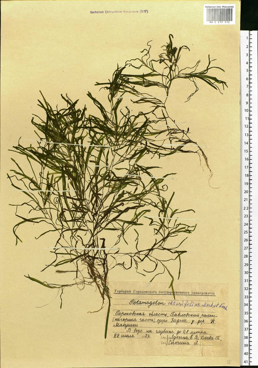 Potamogeton obtusifolius Mert. & W.D.J.Koch, Eastern Europe, Volga-Kama region (E7) (Russia)