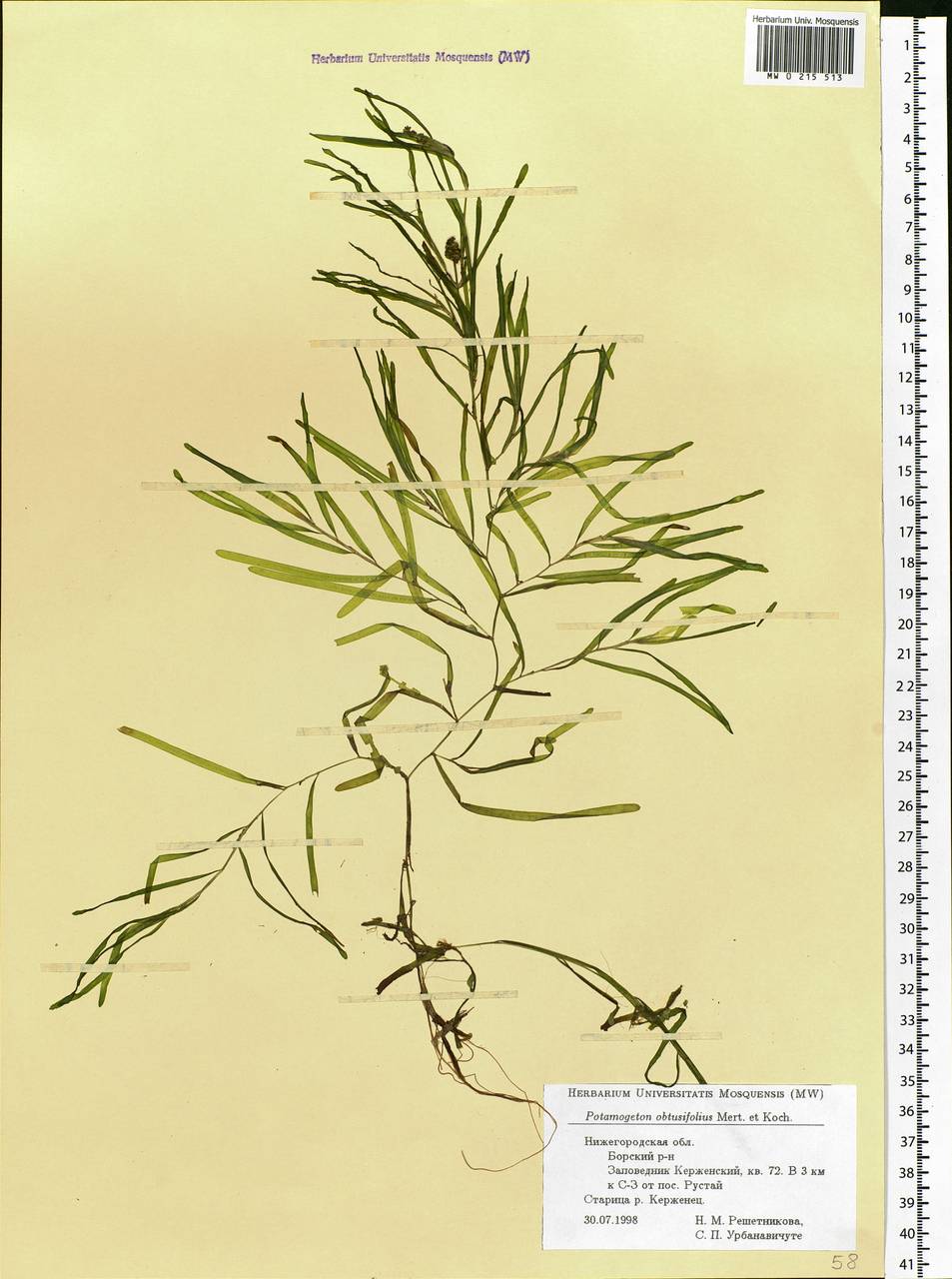 Potamogeton obtusifolius Mert. & W.D.J.Koch, Eastern Europe, Volga-Kama region (E7) (Russia)