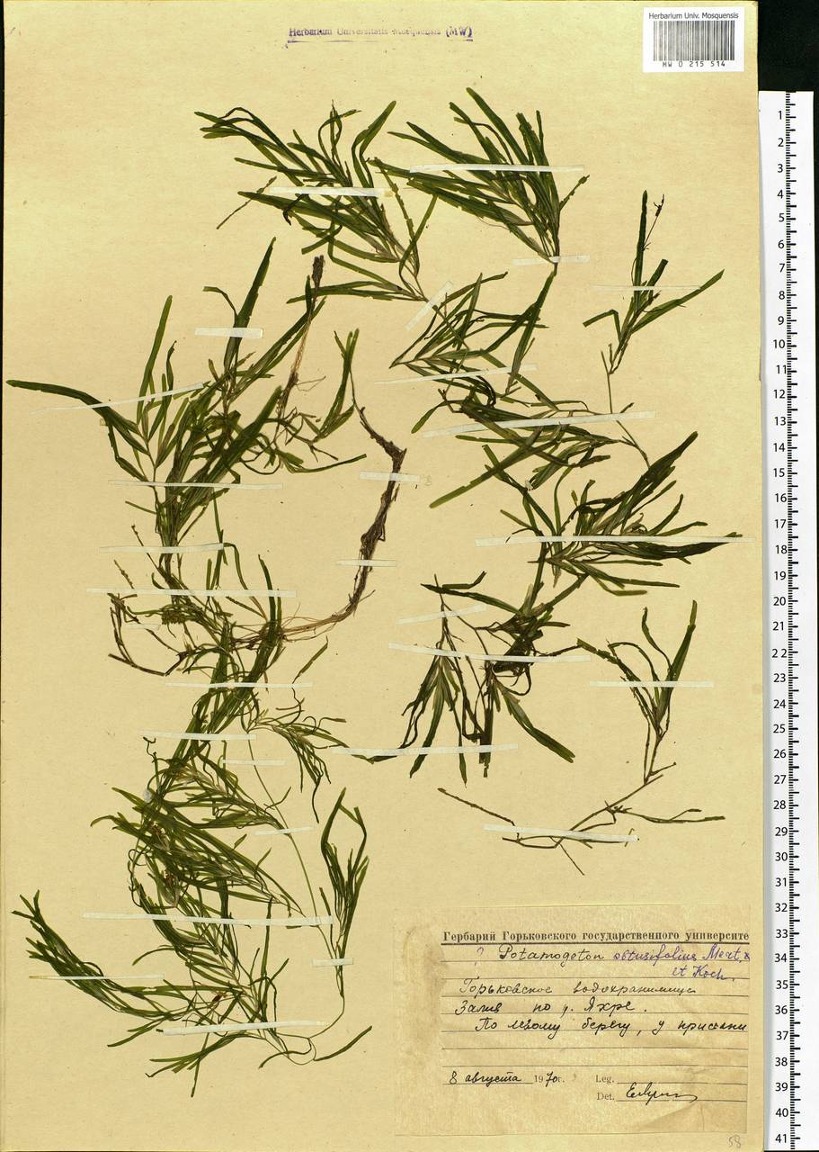 Potamogeton obtusifolius Mert. & W.D.J.Koch, Eastern Europe, Volga-Kama region (E7) (Russia)