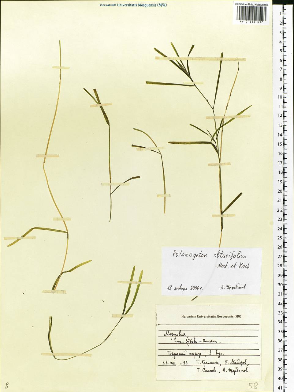 Potamogeton obtusifolius Mert. & W.D.J.Koch, Eastern Europe, Middle Volga region (E8) (Russia)