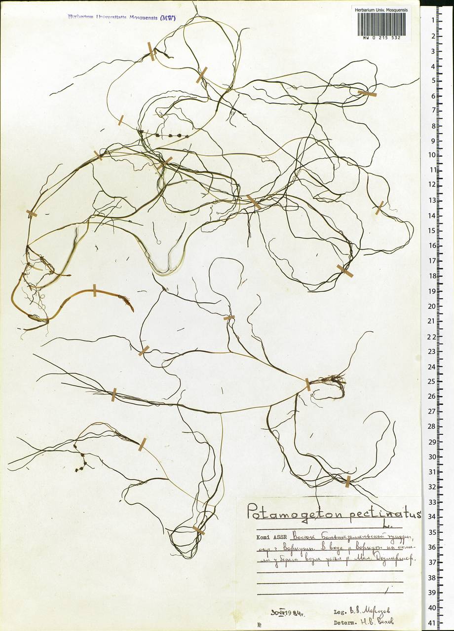 Stuckenia pectinata (L.) Börner, Eastern Europe, Northern region (E1) (Russia)