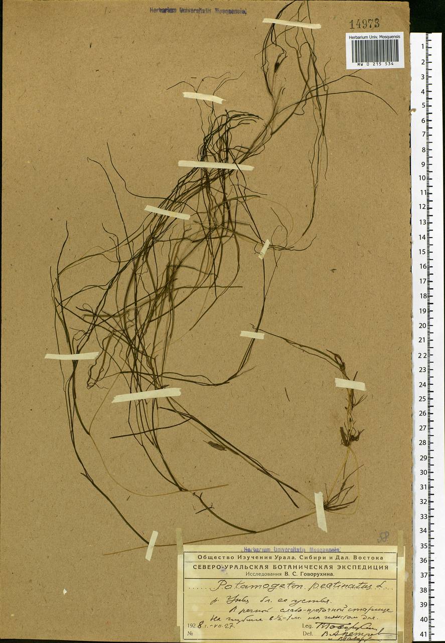 Stuckenia pectinata (L.) Börner, Eastern Europe, Northern region (E1) (Russia)