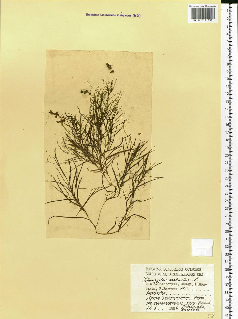 Stuckenia pectinata (L.) Börner, Eastern Europe, Northern region (E1) (Russia)