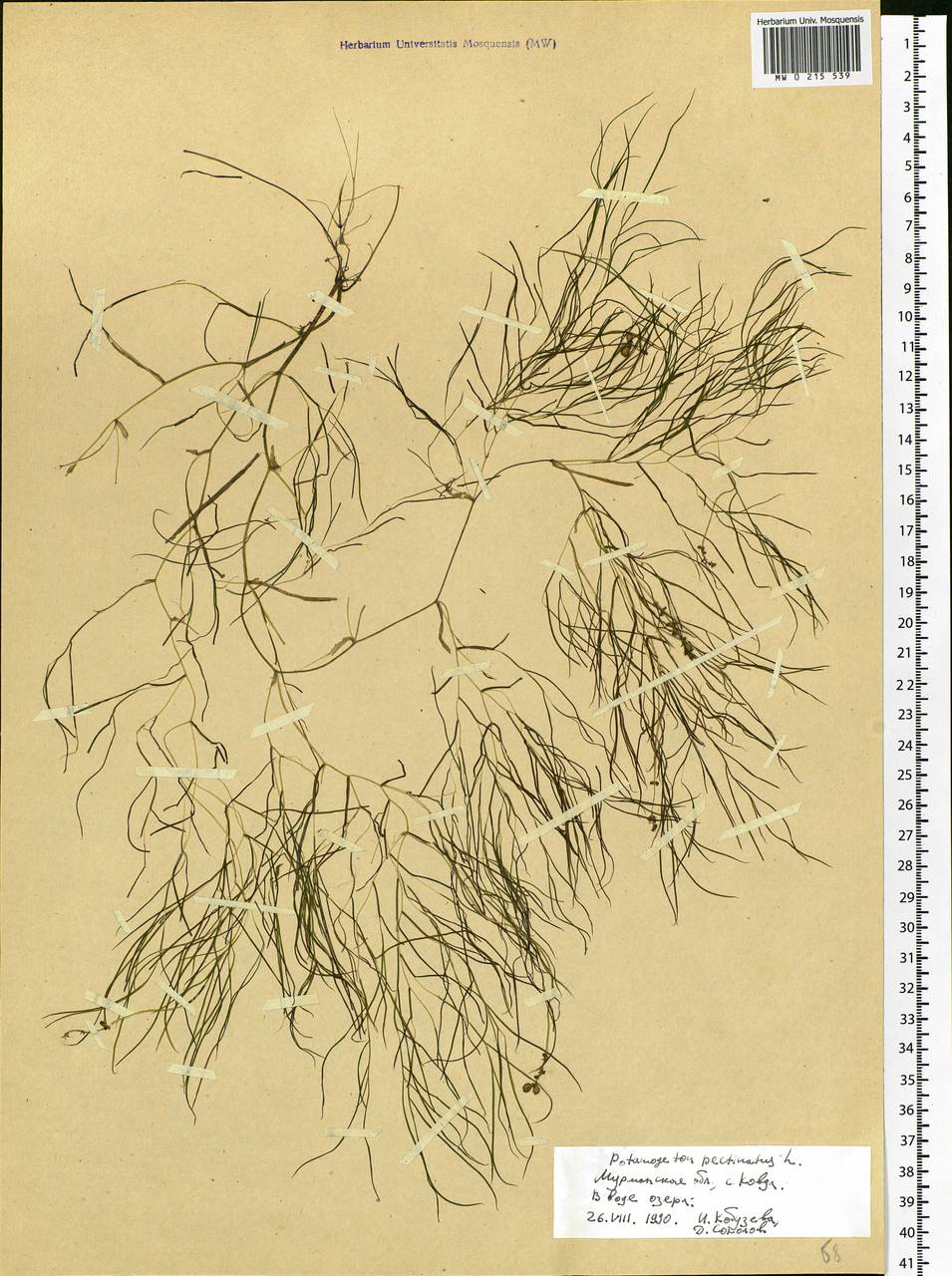 Stuckenia pectinata (L.) Börner, Eastern Europe, Northern region (E1) (Russia)